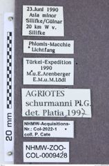 Etikett zu Procraerus javanensis (Schimmel, 1999)